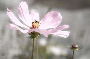 Blume von Marijke van der Ven