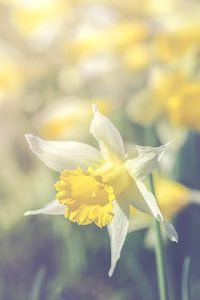 Narcissus (narcis) van Alessia Peviani