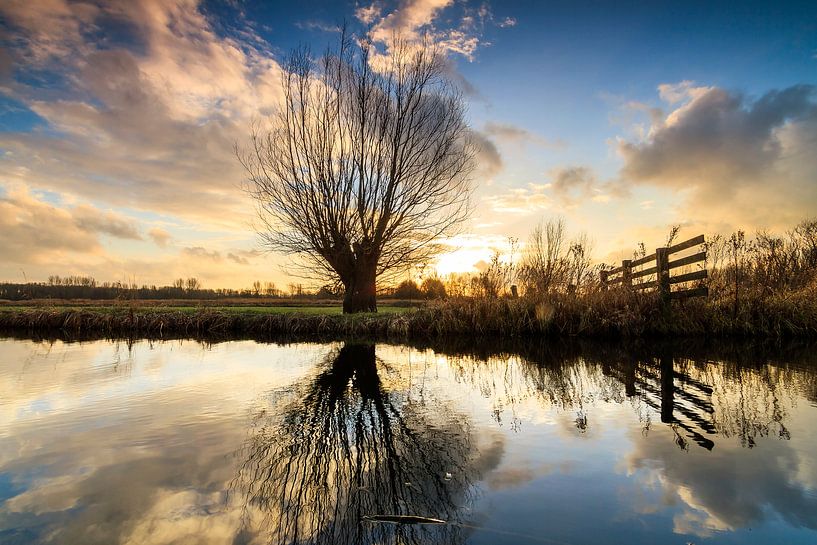 Knotwilg reflectie von Dennis van de Water