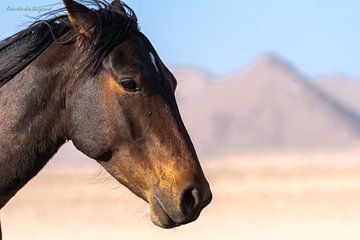 Wild Horses in the Desert van Ton van den Boogaard