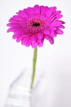 Gerbera van Esther van der Linden