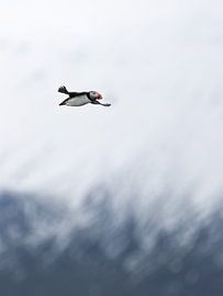Puffin in the sky