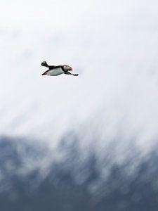 Papageientaucher am Himmel