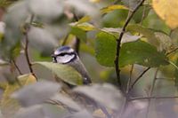 Mésange bleue parmi les feuillages du jardin.