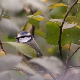 Blaumeise zwischen Laub im Garten. von Alain Gysels