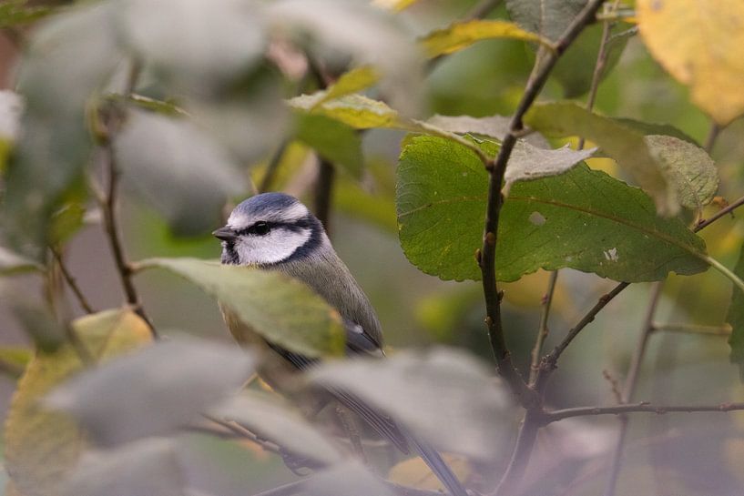 Blue tit among foliage in the garden. by Alain Gysels