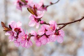 Pink peach blossoms by ManfredFotos