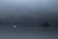 Lonely Swan