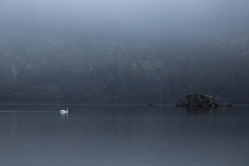 Cygne solitaire par Shotz by Mindy