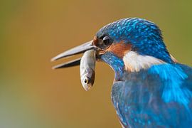 Eisvogel - Porträt mit Fisch von Eisvogel.land - Corné van Oosterhout