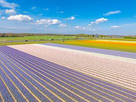 Tulips blossoming in a field in Holland by Sjoerd van der Wal Photography