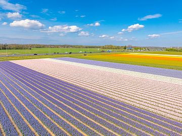 Tulpen in bloei in een veld in Noord Holland