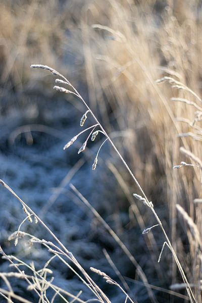 Berijpt Wintergras, Blauw en Goud van Imladris Images