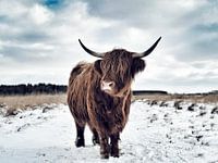 Winter Hijkerveld