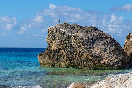 Bonaire slagbaai - nationaal park - Vogel