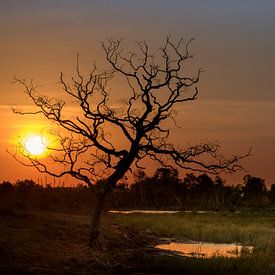 Zonsondergang op Borneo van Klaas Stoppels