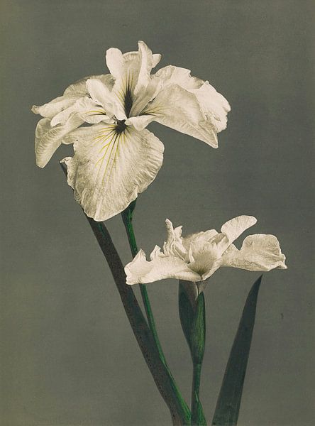 Iris Kæmpferi, Ogawa Kazumasa by Masterful Masters