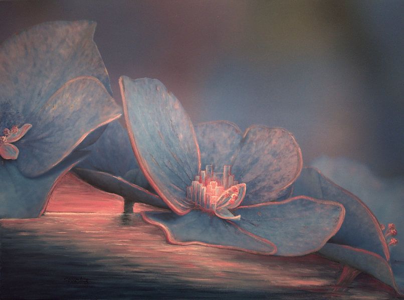 Hydrangea blossom 3 a by Edeltraut K. Schlichting