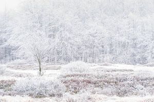 Winter im Hohen Venn