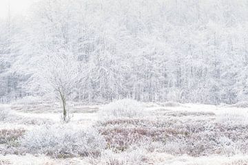 Winter in de Hoge venen van Peter Lambrichs