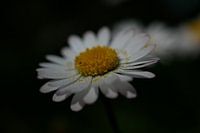 Little daisy
