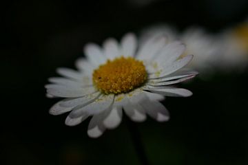 Little daisy by Jacqueline Volders