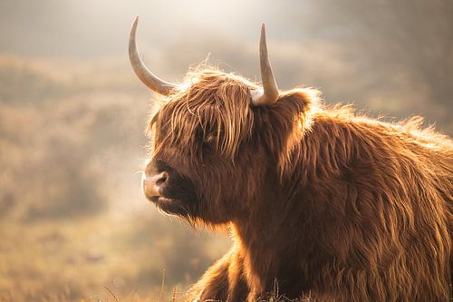 Highlander écossais