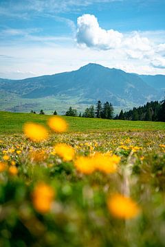 Flower meadow on the Mittagberg with a view of the Grünten mountain by Leo Schindzielorz