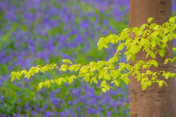 Forêt de campanules avec des fleurs épanouies sur le sol de la forêt sur Sjoerd van der Wal Photographie