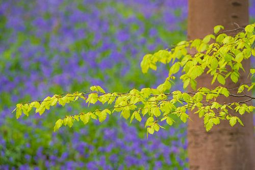 Forêt de campanules avec des fleurs épanouies sur le sol de la forêt