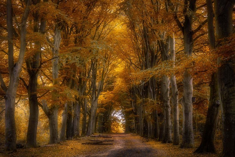 Herbst im Crailose-Wald von Bart Hendrix