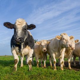 Curiosity, even among the cows.