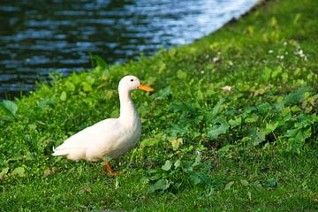 weiße Ente am Ufer der Berkel von Miny'S