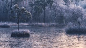 frosty morning 2 by Erik de Jong