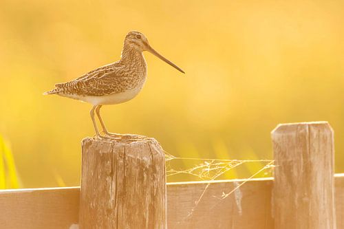 Watersnip  (Gallinago gallinago) op een paal in een weiland in Friesland