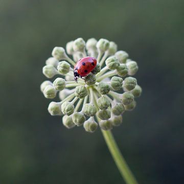 ladybug by Klaartje Majoor