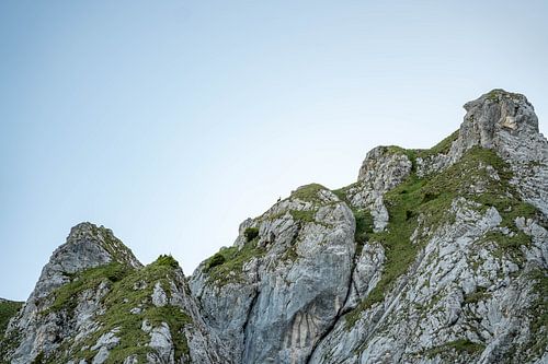 Gemzen in de bergen van Tirol