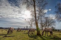 Konikspaarden in het Utrechts Landschap