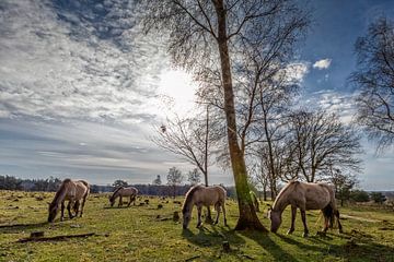 Konik horses in the Utrecht Landscape