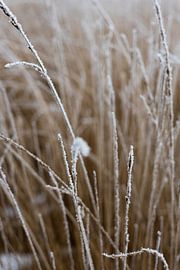 Winterlandschaft | Stillleben Naturfotografie von Suzanne Rotteveel