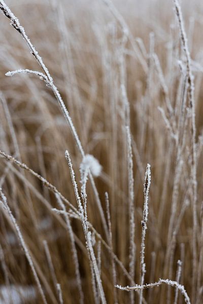 Winterlandschaft | Stillleben Naturfotografie von Suzanne Rotteveel