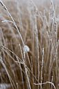 Winterlandschaft | Stillleben Naturfotografie von Suzanne Rotteveel Miniaturansicht