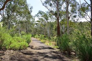 Eucalypthus-Gasse