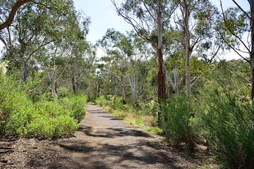 Eucalypthus-Gasse von Frank's Awesome Travels