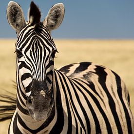 Kleurrijke zebra met een zwiepende staart sur Marit van de Klok