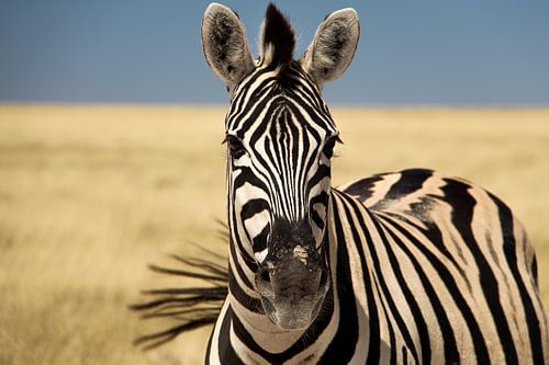 Kleurrijke zebra met een zwiepende staart von Marit van de Klok