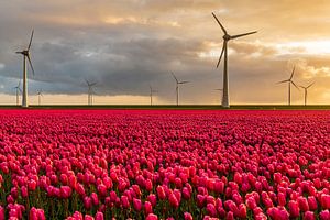 Rote Tulpen auf einem Feld mit Windrädern im Hintergrund