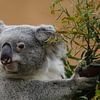 Koala kijkt nieuwsgierig rond von Bart van Dinten