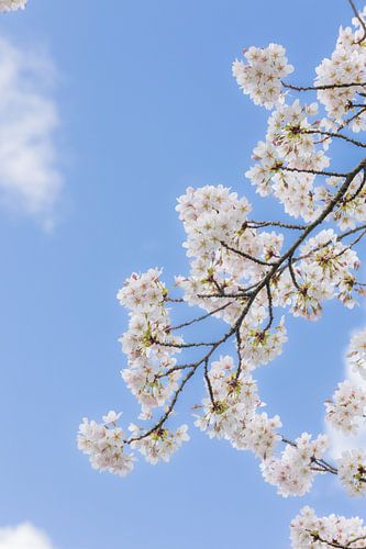 Blossom splendour in the Netherlands