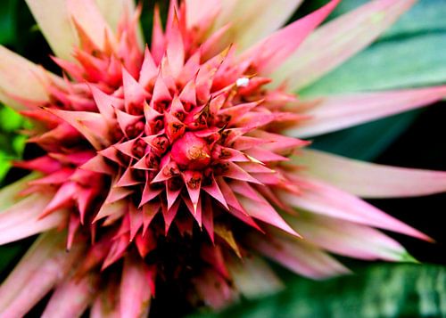 Bromeliaceae bloem